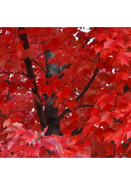 Acer Rubrum Tohumu Red Maple Alev Kırmızı Bonsai