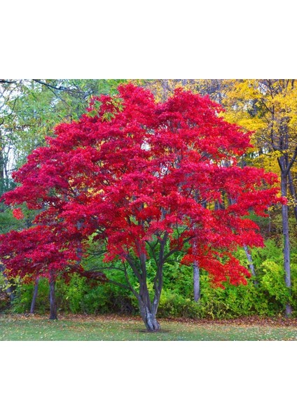 Acer Rubrum Tohumu Red Maple Alev Kırmızı Bonsai