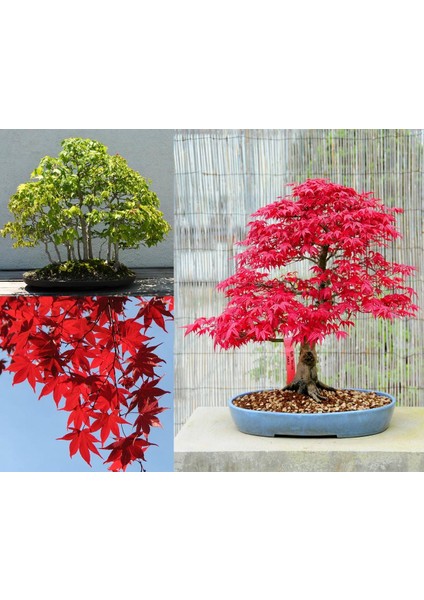 Acer Rubrum Tohumu Red Maple Alev Kırmızı Bonsai