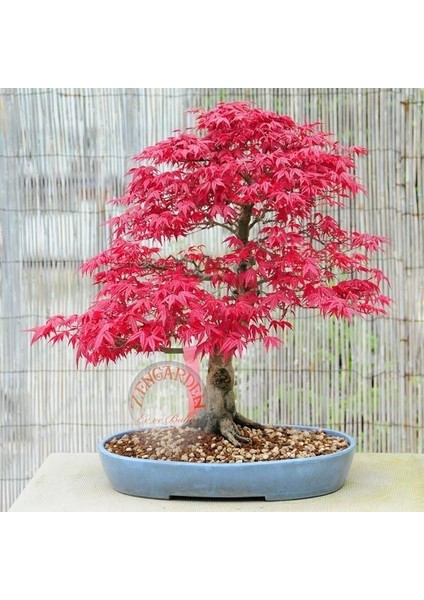 Acer Palmatum Akçaağaç Tohumu Suminagashi Cv Japon
