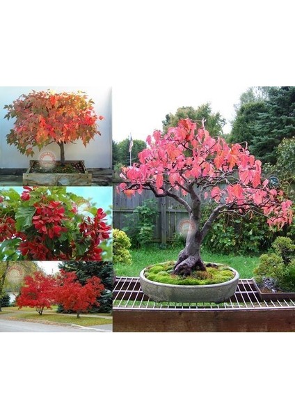 Acer Tataricum Flame Akçaağaç Tohumu Ginalla Flame Amur Maple