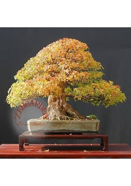 Trident Maple Acer Buergeranum Akçaağaç Tohumu