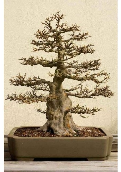 Trident Maple Acer Buergeranum Akçaağaç Tohumu fiyatları