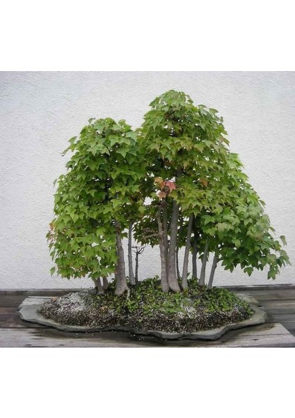 Trident Maple Acer Buergeranum Akçaağaç Tohumu modelleri