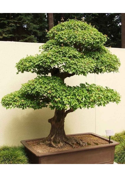 Trident Maple Acer Buergeranum Akçaağaç Tohumu fırsatları