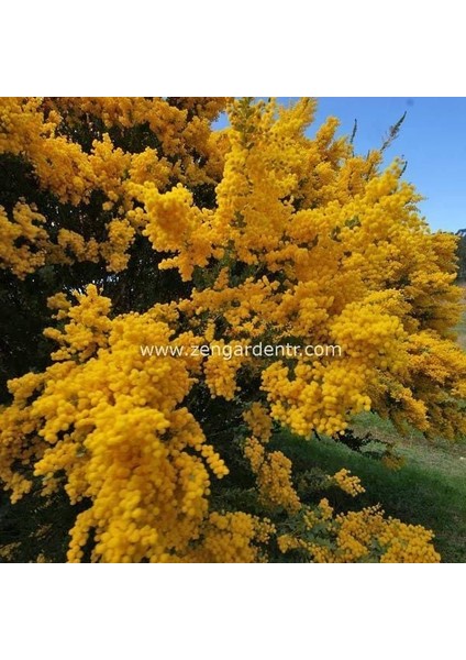 Yayılıcı Sarkan Akasya Tohumu Yerörtücü Acacia Cultriformis