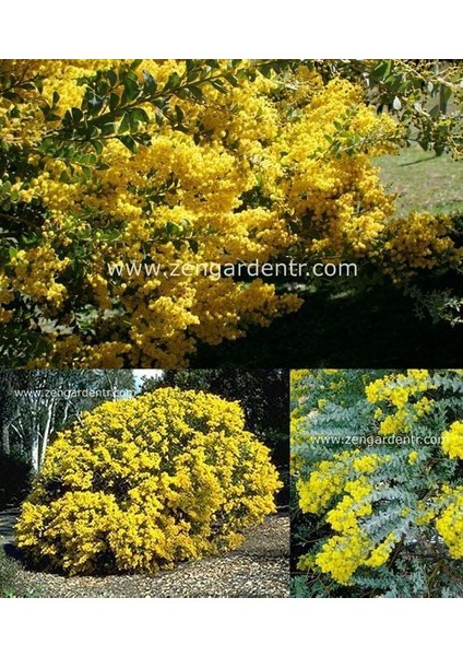 Yayılıcı Sarkan Akasya Tohumu Yerörtücü Acacia Cultriformis