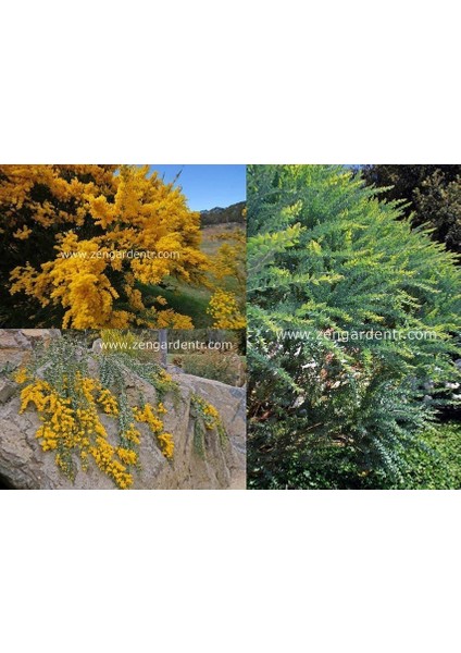 Yayılıcı Sarkan Akasya Tohumu Yerörtücü Acacia Cultriformis