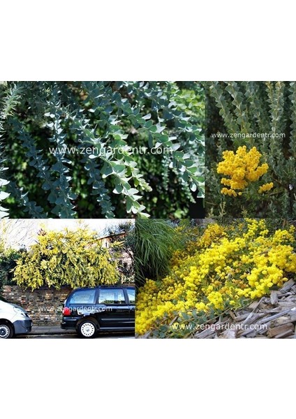 Yayılıcı Sarkan Akasya Tohumu Yerörtücü Acacia Cultriformis