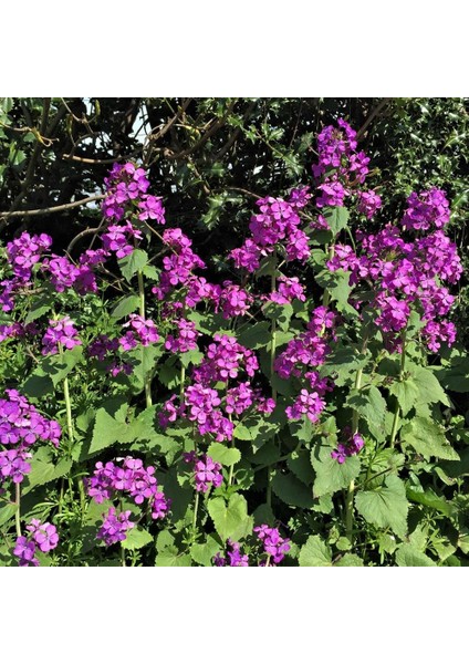 Lunaria Tohumu Sadakat Sedef Çiçeği Honesty indirimleri