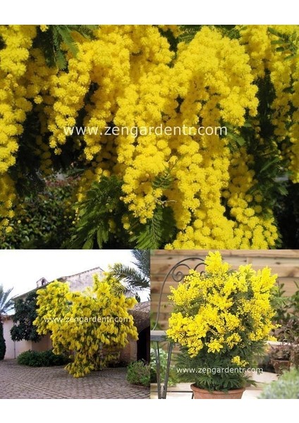 Gümüş Akasya Tohumu Acacia Dealbata Silver Wattle