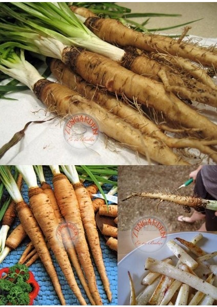 Salsify Tohumu Yemlikotu