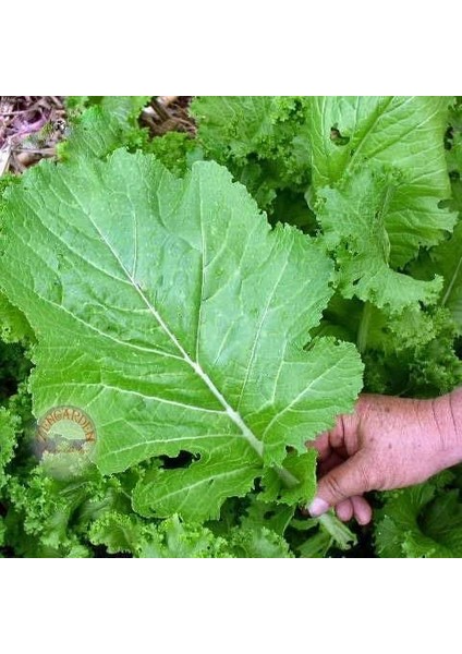 Geniş Yaprak Hardal Otu Tohumu Geleneksel Mustard Florida Broadleaf Green