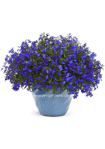 Kobalt Mavi Lobelya Tohumu Lobelia Cobalt Blue