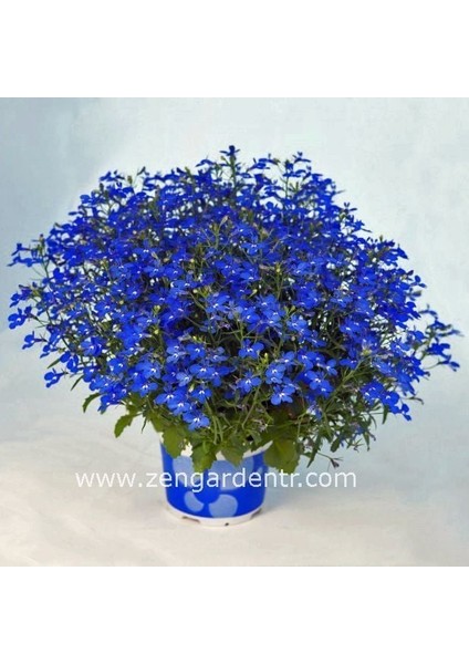 Kobalt Mavi Lobelya Tohumu Lobelia Cobalt Blue