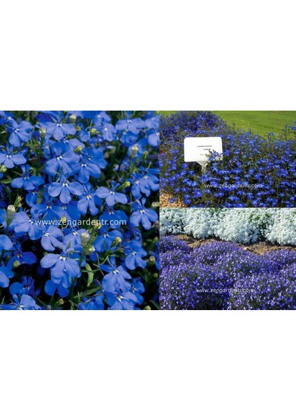 Kobalt Mavi Lobelya Tohumu Lobelia Cobalt Blue