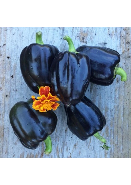 Mor Dolmalık Biber Tohumu Sweet Purple Beauty Bell Pepper