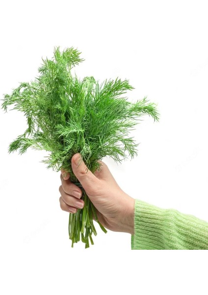 Yaprak Rezene Tohumu Grosfruchtiger Leaf Fennel