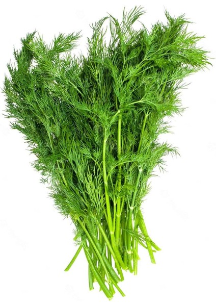 Yaprak Rezene Tohumu Grosfruchtiger Leaf Fennel fiyatları