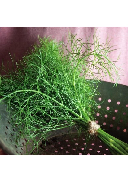 Yaprak Rezene Tohumu Grosfruchtiger Leaf Fennel indirimleri