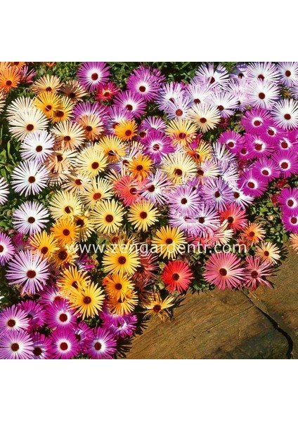 Dorotheanthus Tohumu Bellidiformis Mezem Buz Çiçeği Tohumu