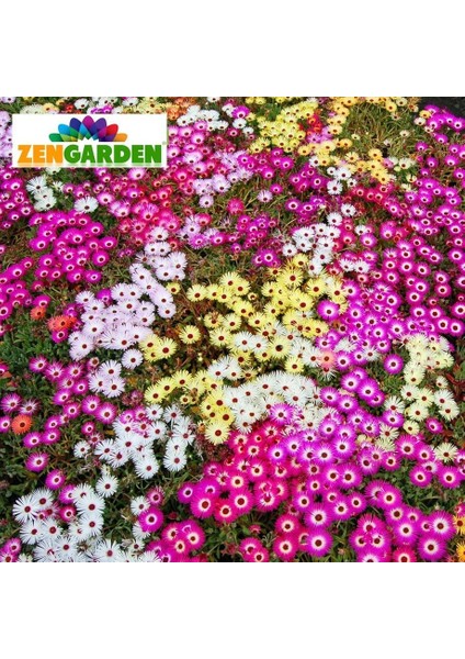 Dorotheanthus Tohumu Bellidiformis Mezem Buz Çiçeği Tohumu fırsatları