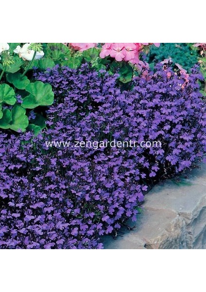 Mor Lobelya Tohumu Lobelia Crystal Palace