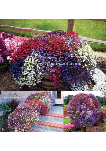 Gül Sarkan Lobelya Tohumu Lobelia Pendula Çiçek Tohumu modelleri