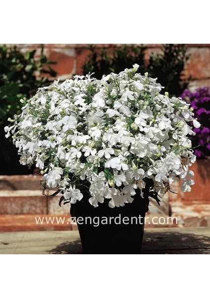 Beyaz Lobelya Tohumu Lobelia White Lady