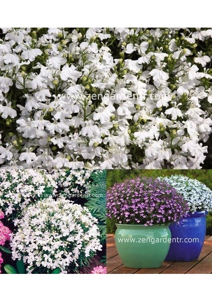 Beyaz Lobelya Tohumu Lobelia White Lady fiyatları