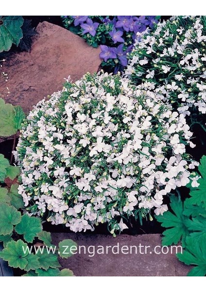Beyaz Lobelya Tohumu Lobelia White Lady modelleri
