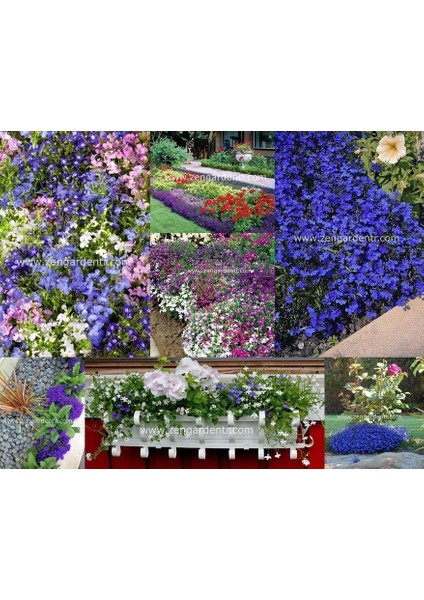 Beyaz Lobelya Tohumu Lobelia White Lady fırsatları