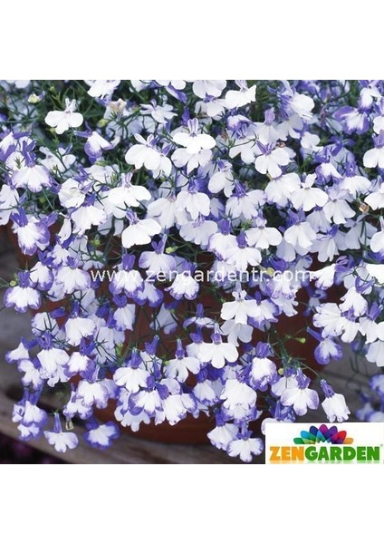 Lobelya Tohumu Lobelia Blue Splash Mavi Beyaz Çiçekler