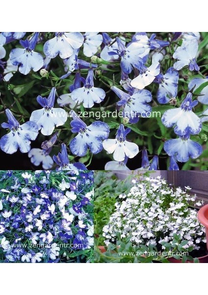Lobelya Tohumu Lobelia Blue Splash Mavi Beyaz Çiçekler modelleri
