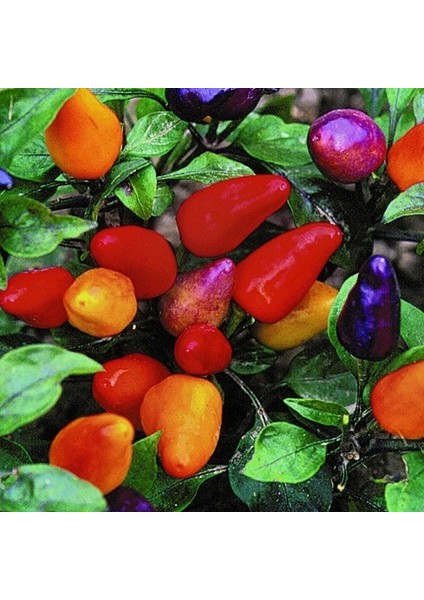 Orta Acı Süs Biberi Tohumu Aurora Ornamental Pepper