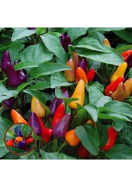 Orta Acı Süs Biberi Tohumu Aurora Ornamental Pepper