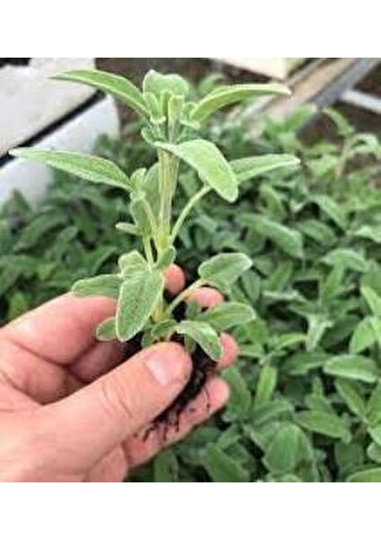 Salvia Fruticosa Anadolu Adaçayı