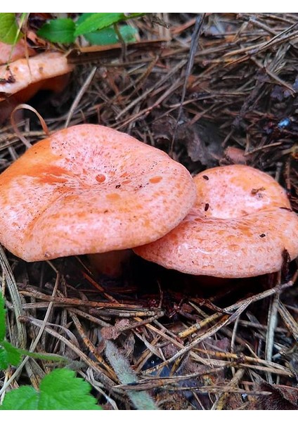 Silvan Tohum Kanlıca Mantarı Çintar Çam Melki Mantarı Tohumu