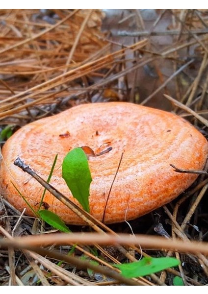 Silvan Tohum Kanlıca Mantarı Çintar Çam Melki Mantarı Tohumu