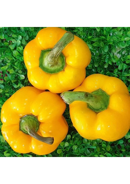 Sarı Biber Tohumu Golden California Wonder Bell Pepper fiyatları