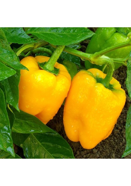 Sarı Biber Tohumu Golden California Wonder Bell Pepper modelleri