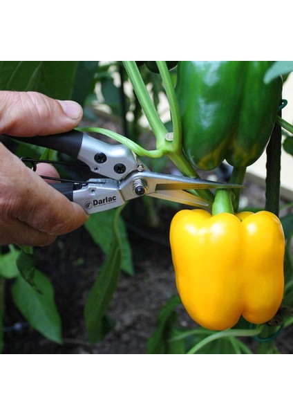 Sarı Biber Tohumu Golden California Wonder Bell Pepper fırsatları