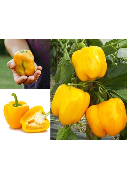 Sarı Biber Tohumu Golden California Wonder Bell Pepper indirimleri
