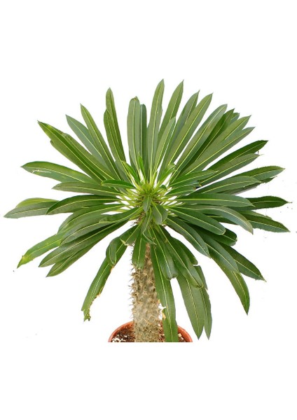 Madagaskar Palmiyesi -Pachypodium Lamerei 3/5 cm Uzunluğunda Teraryum, Kaktüs fiyatları