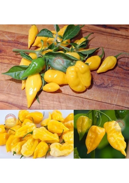 Limon Habanero Biber Tohumu Çok Acı fiyatları