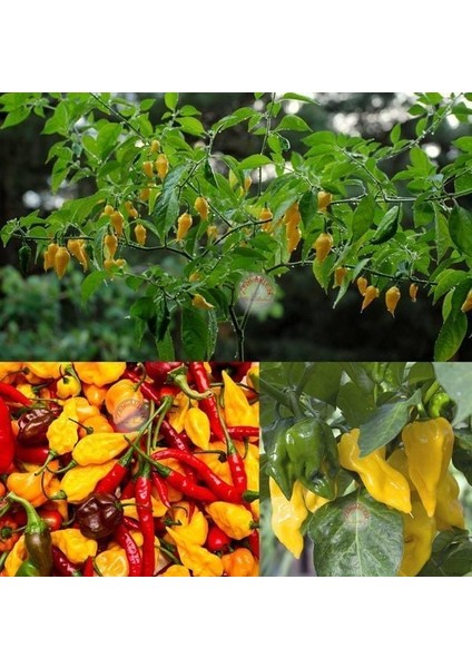 Limon Habanero Biber Tohumu Çok Acı modelleri