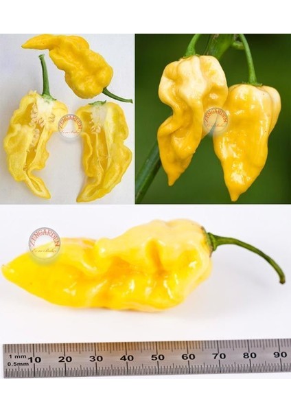 Limon Habanero Biber Tohumu Çok Acı fırsatları
