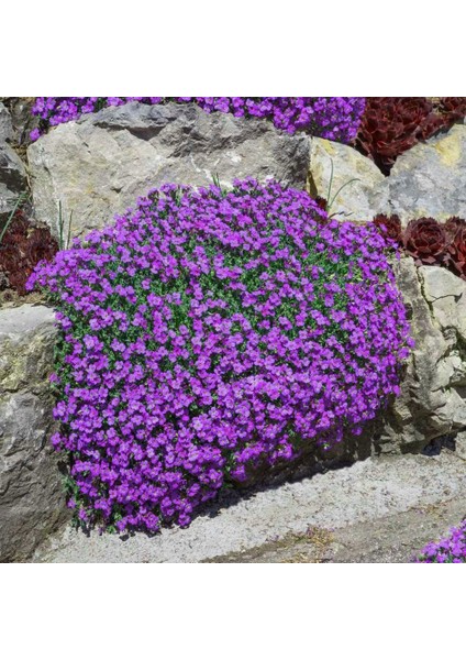 Sarkan Aubrieta Tohumu Mor Çiçekli Obrezya Tohumu fiyatları