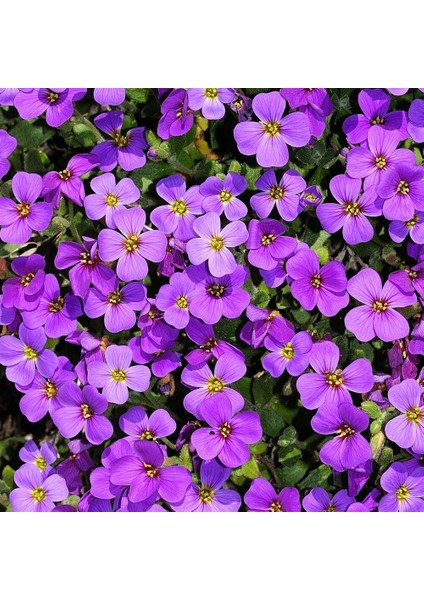 Sarkan Aubrieta Tohumu Mor Çiçekli Obrezya Tohumu modelleri