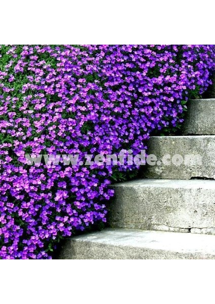 Mor Sarkan Aubrieta Tohumu Çiçekli Obrezya Cascade Tohumu